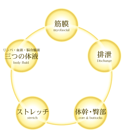 筋膜、リンパ・血液・脳脊髄液 三つの体液、ストレッチ、体幹・臀部、排泄